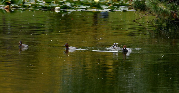 D5003_118084