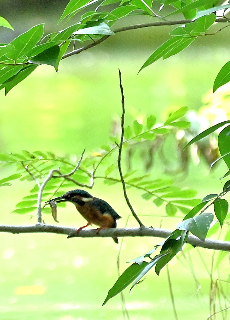 Z6ii1_109773