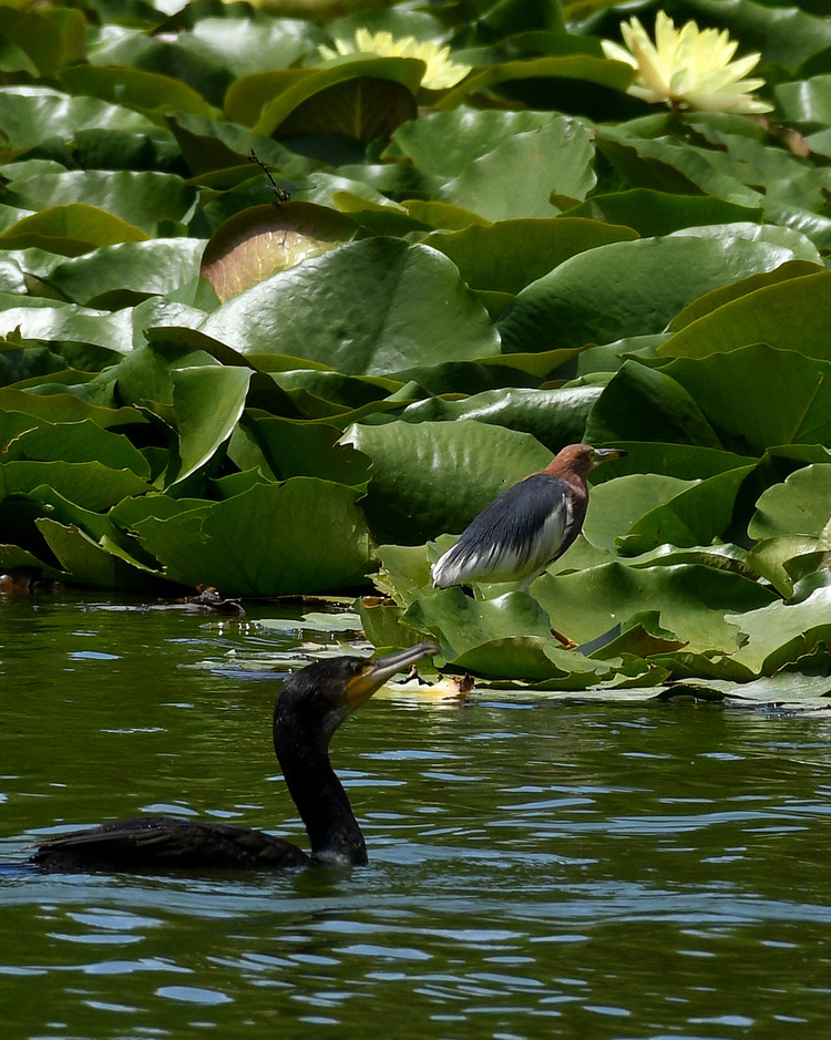 D5003_079017