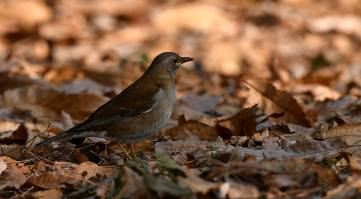 D5003_011423