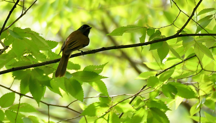 D5003_083971
