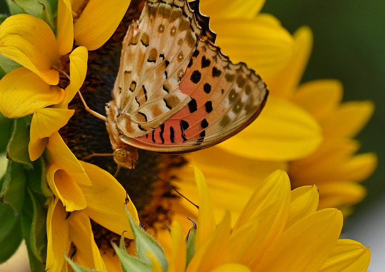 Z6ii1_103346