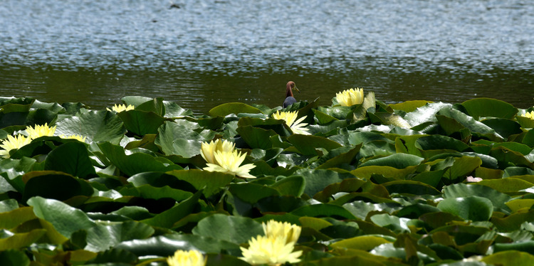 D5003_078983