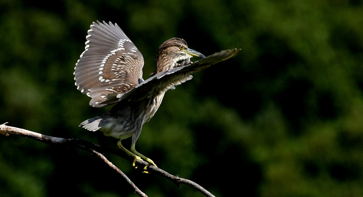 D5003_075086