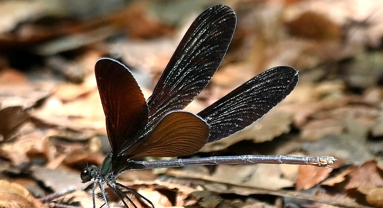 Z6ii1_109241