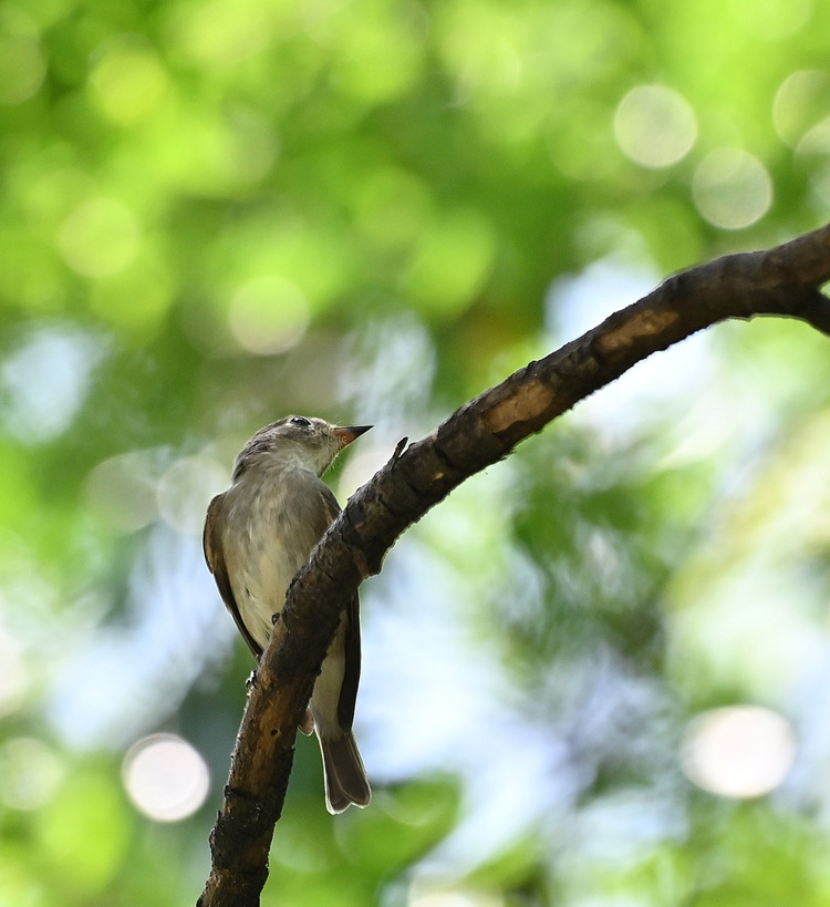 Z6ii1_105289
