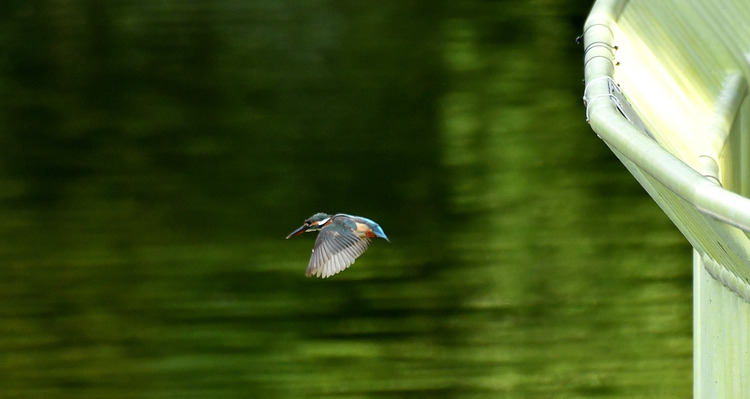 D5003_079883