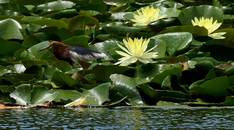 D5003_079085