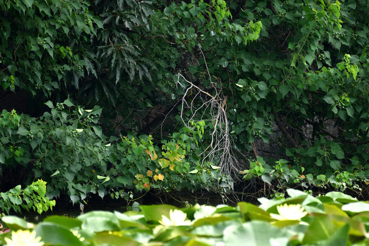 D5003_083779_00