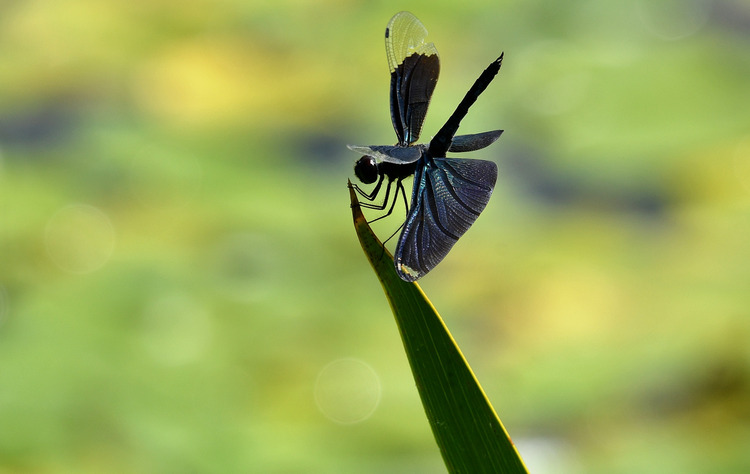 D5003_075004
