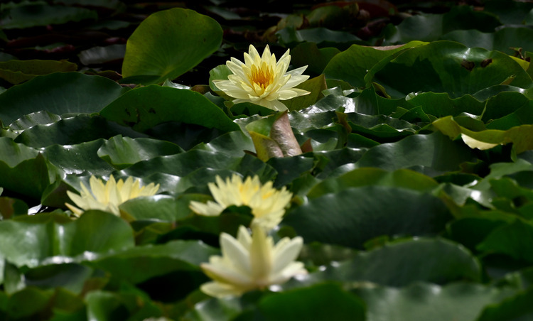 Z6ii1_107486