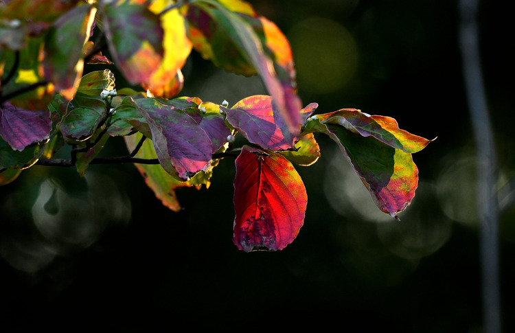 D5003_116902