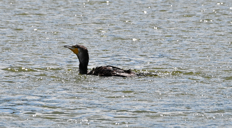 Z6ii1_101257