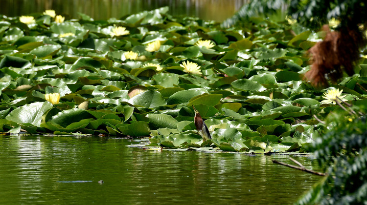 D5003_078988_00