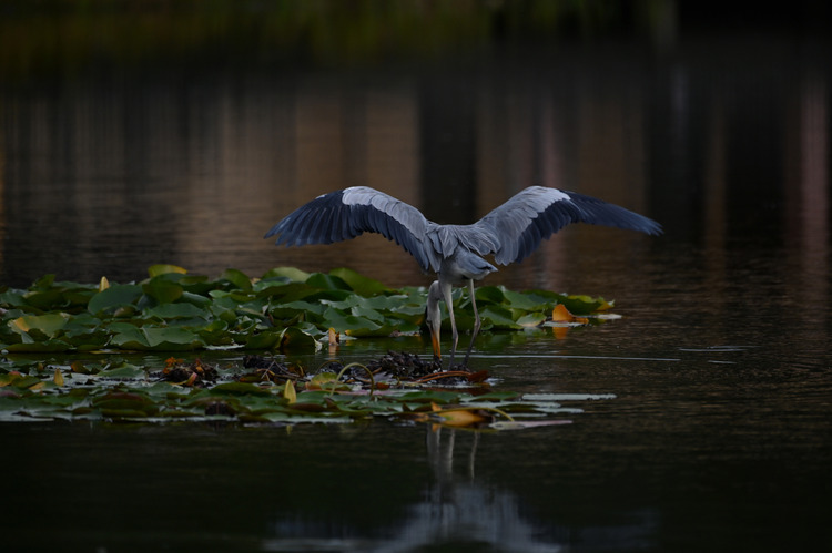 Z6ii1_131041