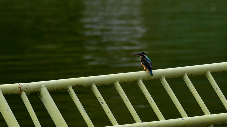 D5003_080670