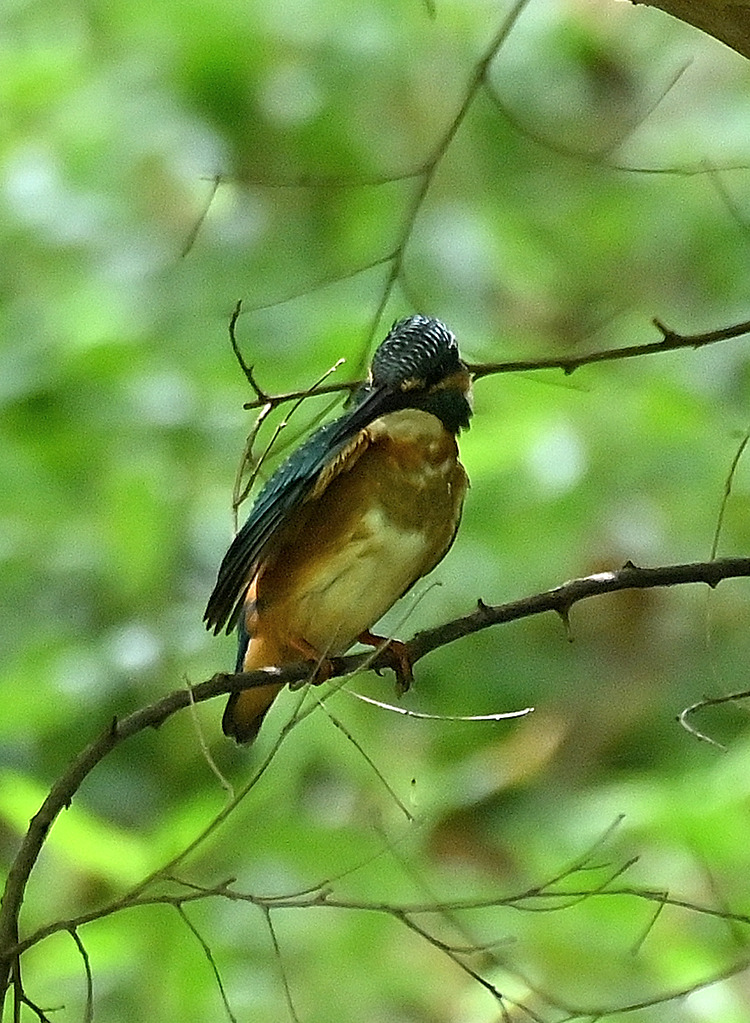 Z6ii1_100827