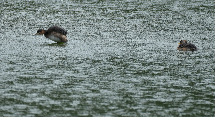D5003_106594