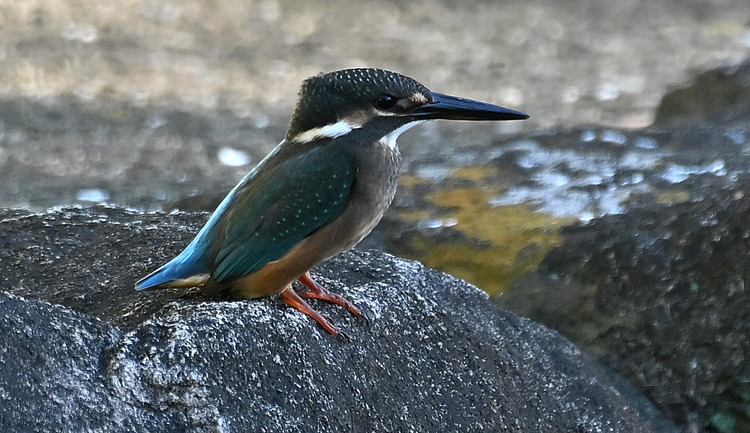 Z6ii1_111003
