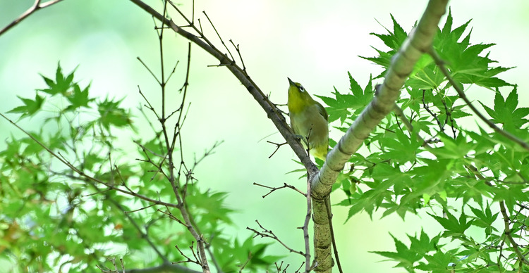 Z6ii1_103423