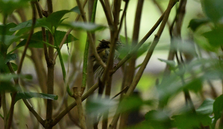 D5003_083030