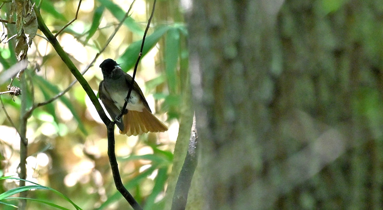 Z6ii1_110444