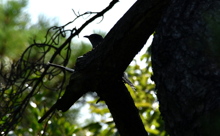 D5003_077960