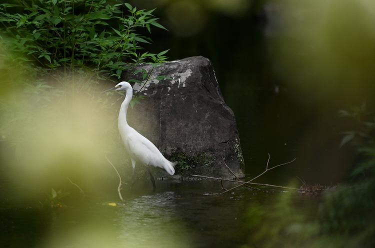 Z6ii1_100011