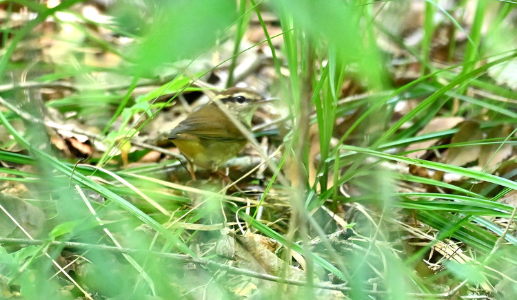 Z6ii1_126982