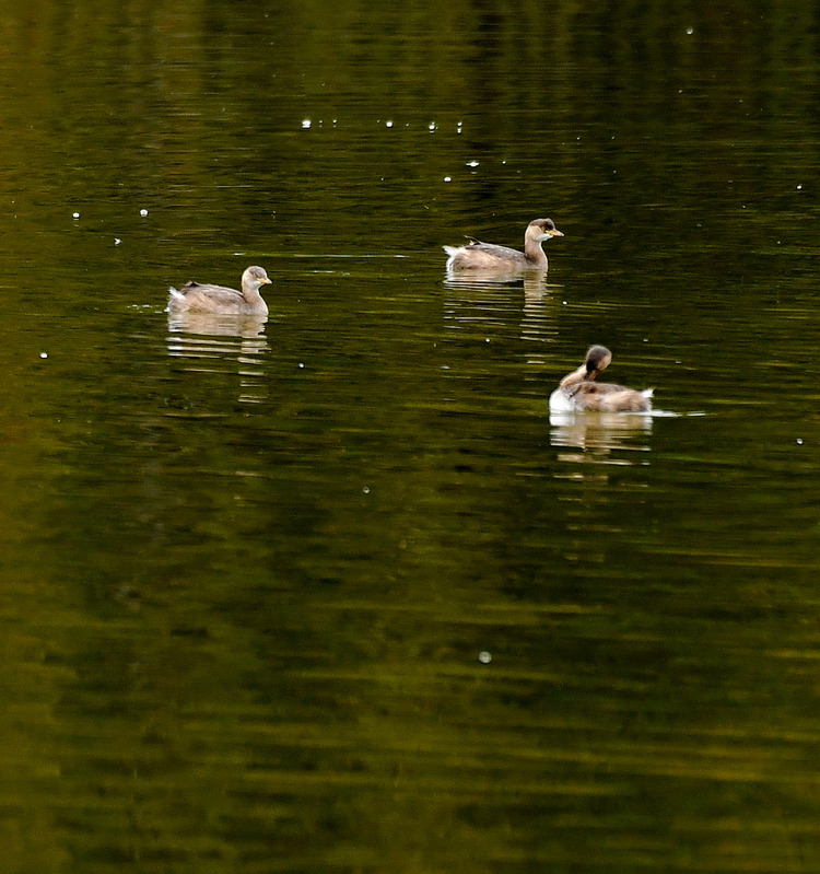 D5003_118101