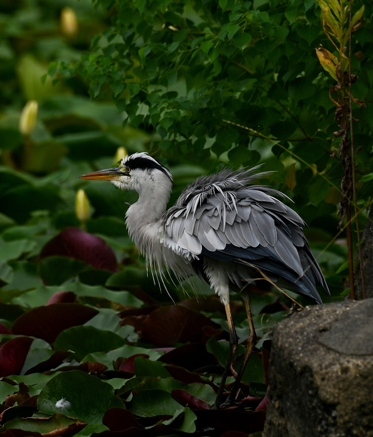 Z6ii1_111033