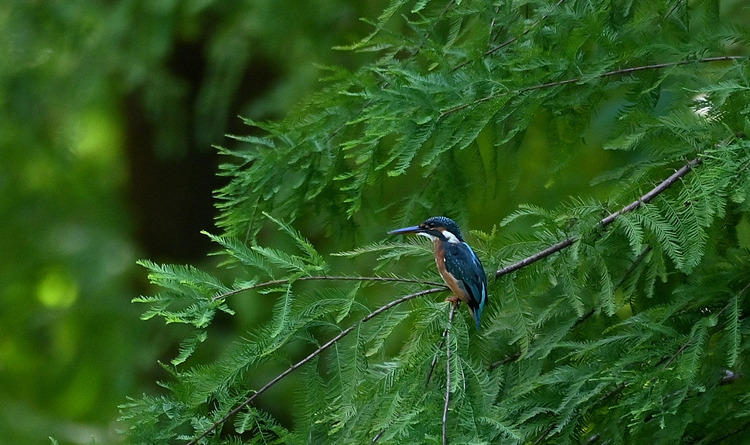 Z6ii1_110648