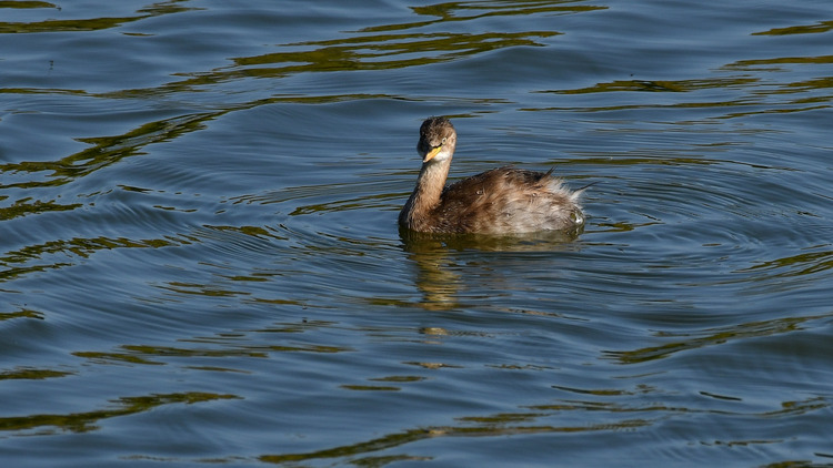 D5003_116710