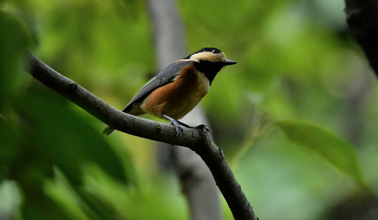 D5003_113375