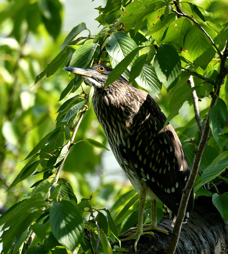 D5003_077108