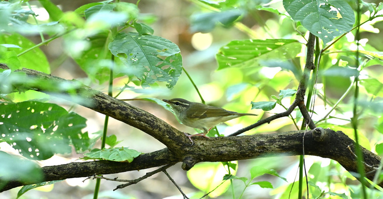 Z6ii1_109656