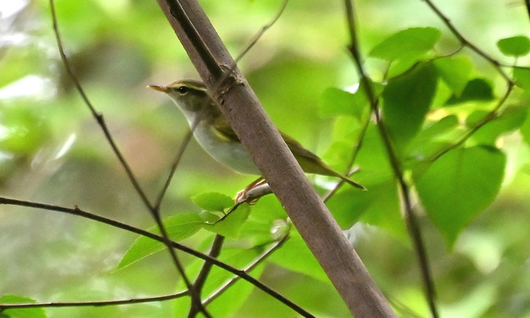 Z6ii1_107723