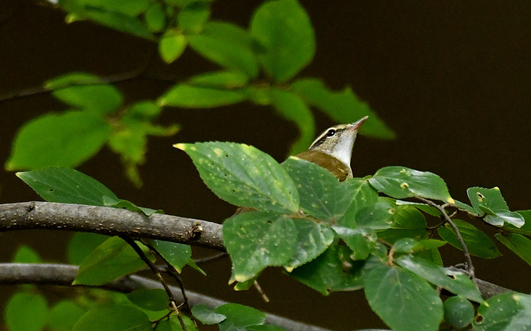 D5003_085761