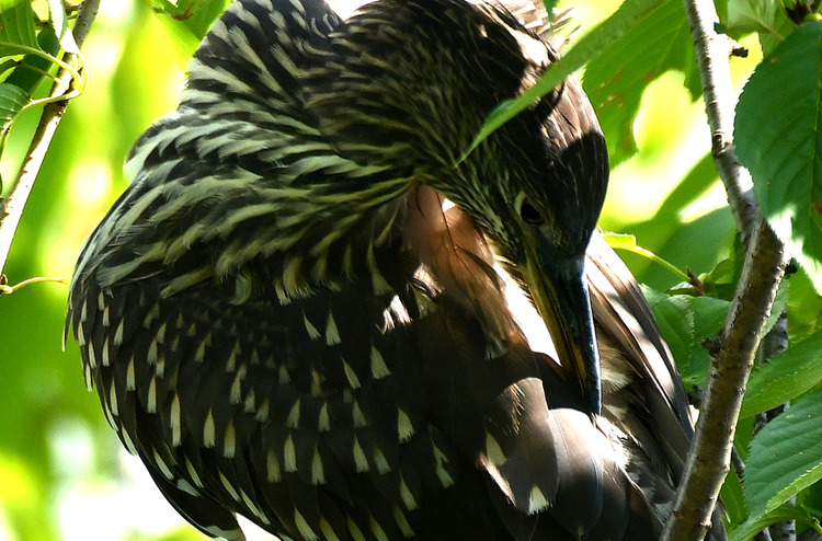 D5003_077091