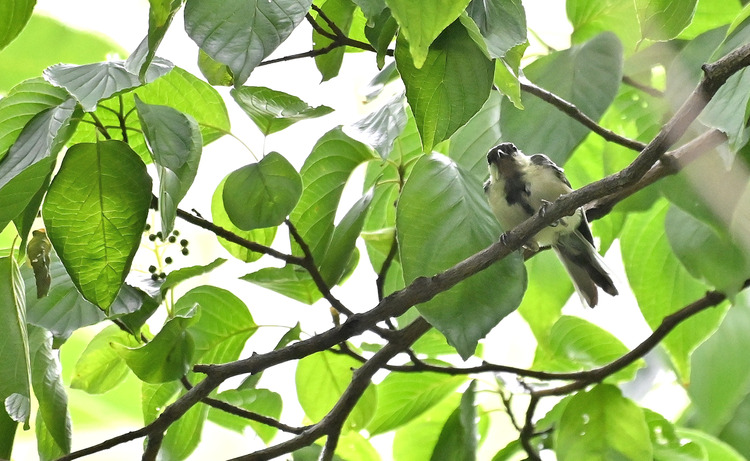 Z6ii1_100569