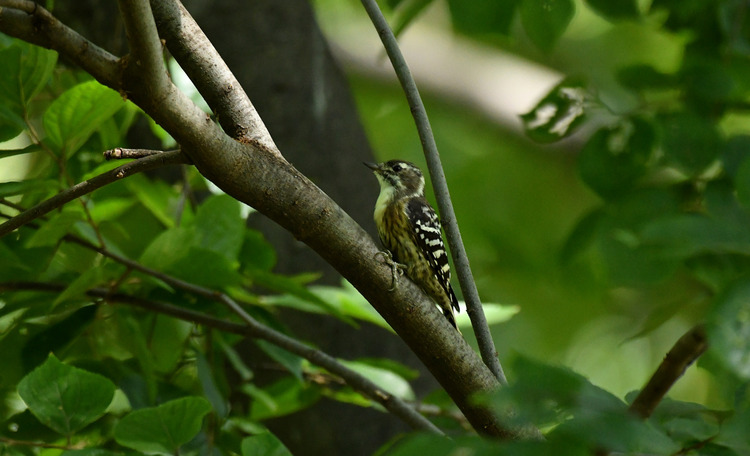 D5003_082298