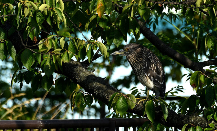 D5003_085316