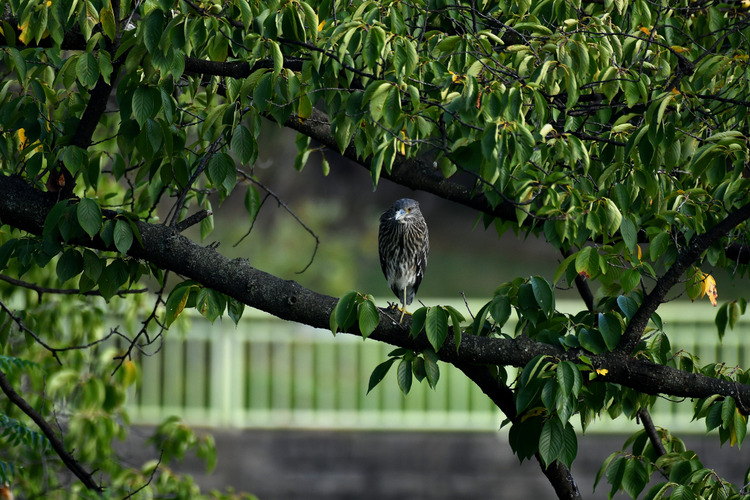 D5003_085296