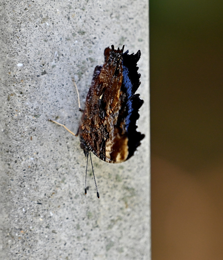 Z6ii1_127857