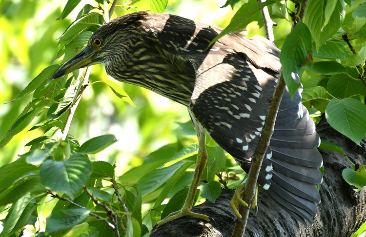 D5003_077026