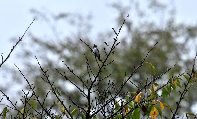 D5003_106688