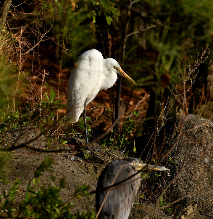 D5003_031667