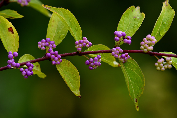 D5003_081496