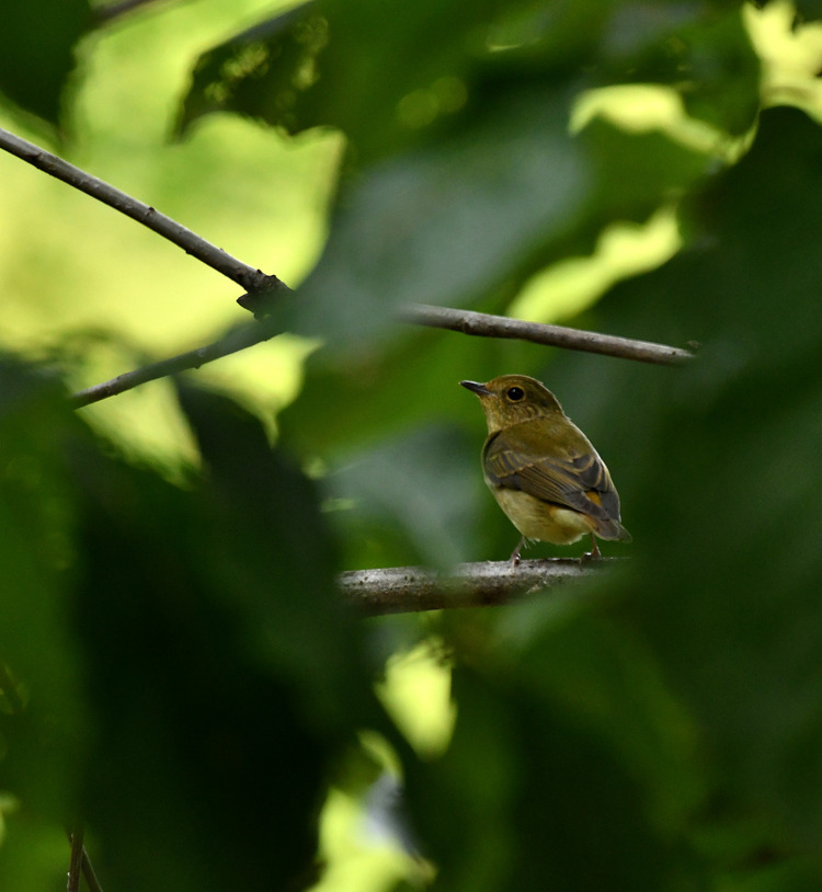 D5003_106032
