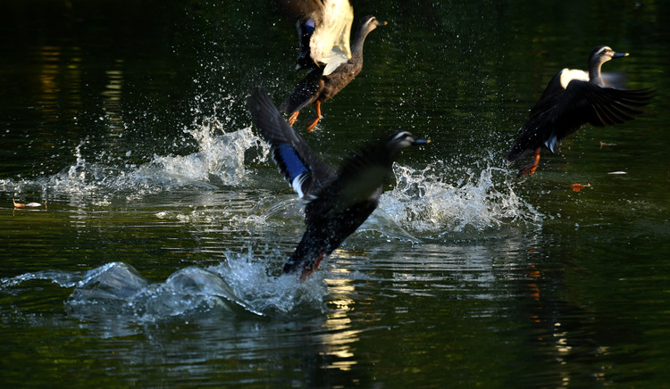 D5003_112559